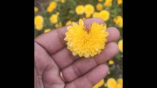 chrysanthemum flower deformation phosphorus deficiency and thrips infestation [upl. by Atniuq]