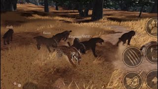 Smilodon Pride Hunts Smilodon Pride  Ecos La Brea [upl. by Qidas473]