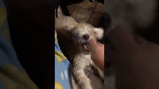 How to Comb a Labradoodle Puppy❤️ labradoodle puppy learning groom [upl. by Enrico]