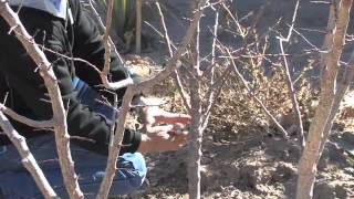 APRICOT TREE PRUNING [upl. by Carri]