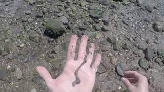 How to Find Bloodworms amp Sandworms  Catching Fluke with Gulp Mullet [upl. by Cheffetz195]