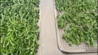 Stevia Fresh Cut Leaves Drying [upl. by Yenal]