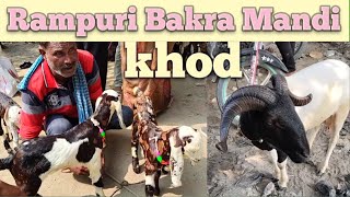 08 10 khod Bakra Mandi 2024 new video  rampuri sheep for sale in India  totapari bacche for sel [upl. by Inahteb472]