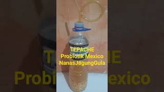 TePACHE minuman probiotik yg menyehatkan [upl. by Culberson95]