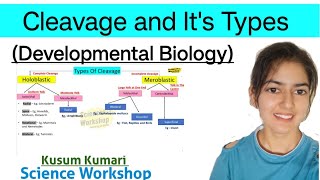 Cleavage and Its Types  Cleavage Pattern Developmental Biology  BSc  By Kusum  Science Workshop [upl. by Schuster460]