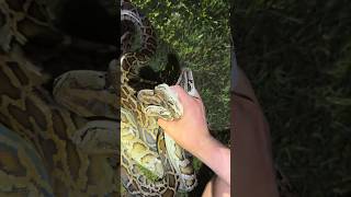 Catching a whole lot of pythons evergladespythoncrazywildlifesnakeyoutubeviral [upl. by Nortna]