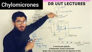 what are chylomicrones  chylomicron [upl. by Ahsar]