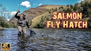 Fly Fishing the EPIC 2022 Lower Deschutes River Salmon Fly Hatch [upl. by Ecar]