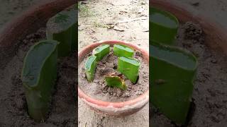 How to Grow Aloe Vera From Leafaloevera plant [upl. by Ardeid424]