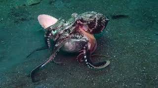 Veined octopus Amphioctopus marginatus Lembeh Strait North Sulawesi Indonesia December 2023 [upl. by Neirod325]