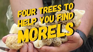 Four Trees to help you find Morels [upl. by Thurman]