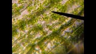 Elodea Cytoplasmic Streaming and Starch Granules 40s [upl. by Combe]