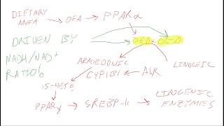 Olive Oil makes you Hypoxic Low Oxygen Succinate fixes it SFAMUFA Part 2 [upl. by Enialahs]