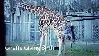 Giraffe  Birth Of A Giraffe Baby At A Zoo [upl. by Groh184]