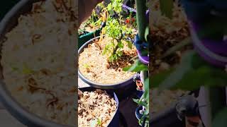 Checking on my dwarf pomegranate gmgvlog containergardening [upl. by Madison]