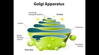 تبسيط عملية الكليكوليزازيون المعقدة AGolgi OGlycosylation [upl. by Vedi]