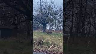 This Deer is in Trouble Shocking Encounter in the Wildquot [upl. by Gaylene]