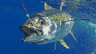 Big catch of yellowfin tuna trolling fishing tuna yellowfintuna tunafishing sportfishing [upl. by Nimajaneb]