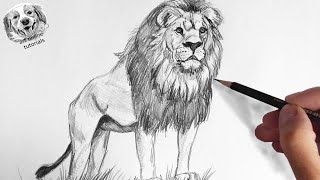 How to Draw a Lion with Pencil Very Easy and Step by Step [upl. by Inalawi]