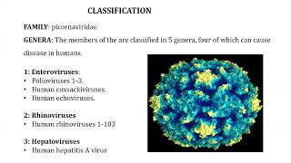 Picornaviruses [upl. by Schnell574]