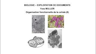 8 Diversité des rôles de la mitochondrie  Thème  Organisation fonctionnelle de la cellule [upl. by Orvas]