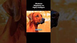 Rhodesian Ridgeback Intelligence shortsfeed rhodesianridgeback wildlife shortsvideo [upl. by Oremodlab]