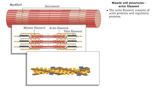 Muscle cell structures  actin myosin and titin filaments [upl. by Vachell]