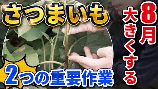 【さつまいも栽培】8月にやっておくと良い2つ重要作業〜収獲まで！【12列で育てた収穫量も紹介】 [upl. by Ayr]