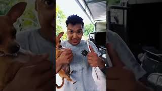 Perrito inteligente 🤣🤣 youtubeshorts comedy larin shorts [upl. by Anne-Marie]