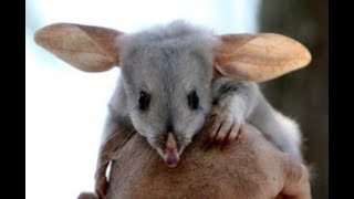 Bilby Greater Bilby  RabbitEared Bandicoots from Australia [upl. by Rabah]