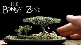 The Bonsai Zone Early Work on My Show Trees Part 1 July 2017 [upl. by Brady]