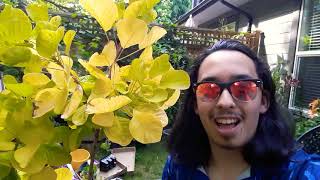 Golden Spirit Smokebush  How to grow Smokebush  Cotinus Coggygria  Perennial Shrubs [upl. by Ierdna]