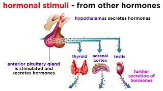 The Endocrine System [upl. by Tterraj]