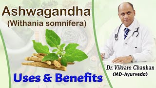 Uses and Benefits of Ashwagandha  Withania somnifera by Dr Vikram Chauhan [upl. by Ellehcam867]