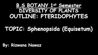 Sphenopsida Equisetum by Rizwana Nawaz [upl. by Geiss885]