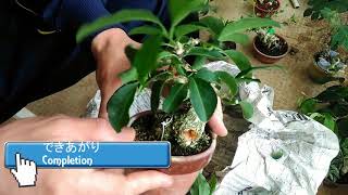 マユミ２・4号日々の手入れEuonymus hamiltonianus No23Daily care [upl. by Oinotnaesoj789]