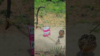 Outdoor Trap Video  build quail trap using PENTENE shorts ytshorts animaltrap [upl. by Fevre]