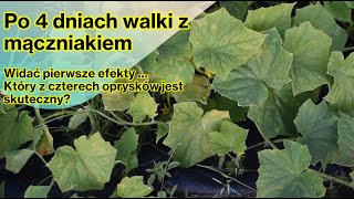 Mączniak rzekomy Po 4 dniach walki z chorobą Cztery preparaty Który z nich działa [upl. by Noskcire]