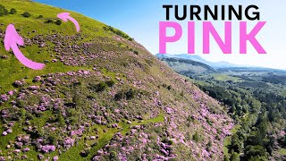 The Pink Plant Invading Scotland can it be stopped [upl. by Ibbob]