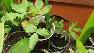 Melianthus major seedlings 2 months old [upl. by Dawes]