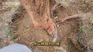 EP 134 榴莲苗种太深长大怎么调整？How to adjust durian seedling that is planted too deep [upl. by Primrosa]