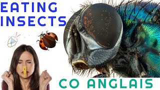 CO ANGLAIS  EATING INSECTS  INNOVATIONS SCIENTIFIQUES ET RESPONSABILITE [upl. by Redlac335]