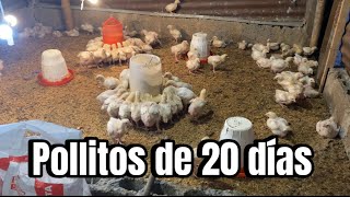 Cómo CRIAR POLLOS DE ENGORDE Parte 2 20 días [upl. by Nylesoj]