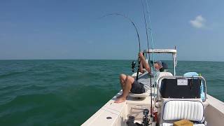 WATCH THIS Goliath Grouper eats my SHARK  4182020 [upl. by Zetneuq]