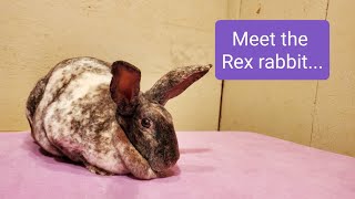 Meet the Rex Rabbit [upl. by Chatav653]