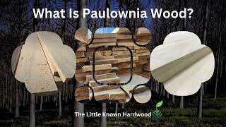 What Is Paulownia Wood [upl. by Nelrac]