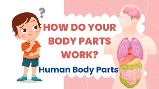 How Do Your Body Parts Work  Human Body Parts  Educational Science Videos [upl. by Russia]