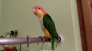 Ollie the Caique Singing in the Shower [upl. by Archibald]