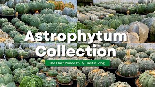 My Entire Astrophytum Cactus Collection 🌵💚🥰  Cactus Tour [upl. by Dorca]