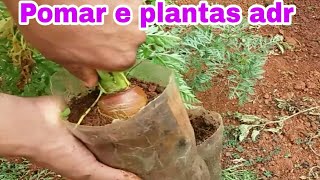 Como plantar CENOURA na garrafa pet  passo a passo [upl. by Hube]